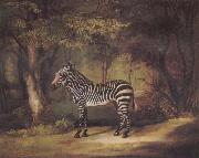 George Stubbs, A Zebra